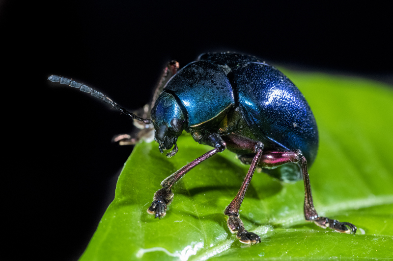 Bonito - Photo by Hudson Garcia (11)